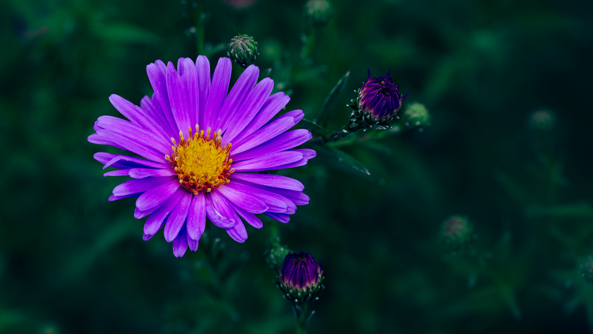 Aster Flower 